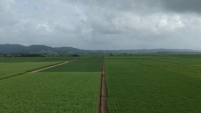 Canefields that stretch on for days with an overcast clouds and mountain ranges in australia.