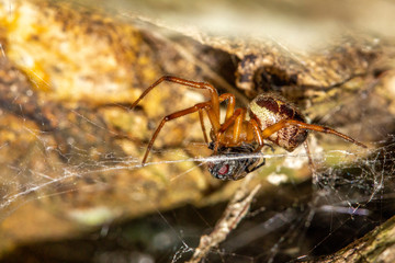 Spider eating housefly in web on a tree