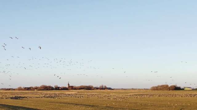 Flock of birds. Thousands of wild geese are flying around at the north sea coast in Schleswig Holstein, Germany