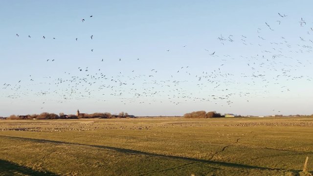 Flock of birds. Thousands of wild geese are flying around at the north sea coast in Schleswig Holstein, Germany