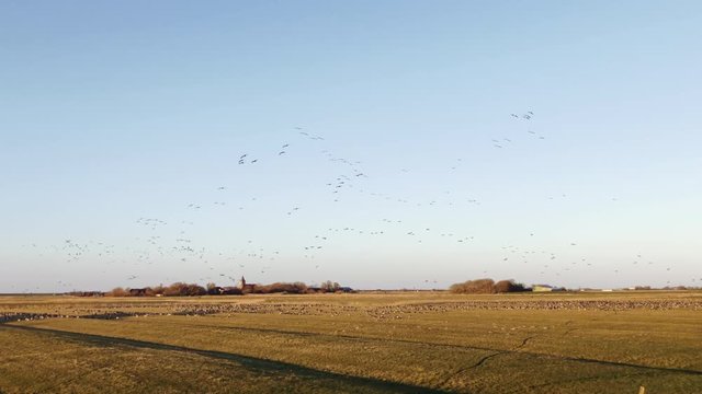 Flock of birds. Thousands of wild geese are flying around at the north sea coast in Schleswig Holstein, Germany