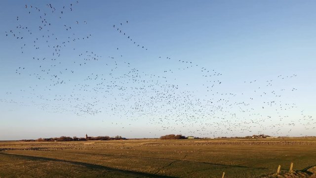 Flock of birds. Thousands of wild geese are flying around at the north sea coast in Schleswig Holstein, Germany