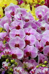 Fototapeta na wymiar Pink Moth Orchids 3