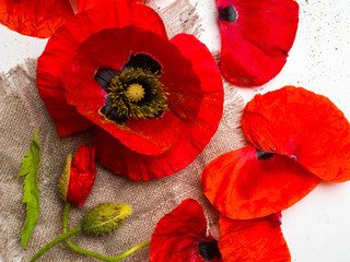 Red poppies over a white background. Border floral design for an angle of page. Selective focus