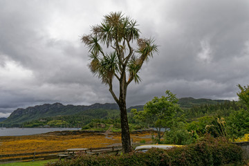 Obraz premium Palm tree in scotland - Plockton, Wester Ross, The Highlands, Scotland, UK