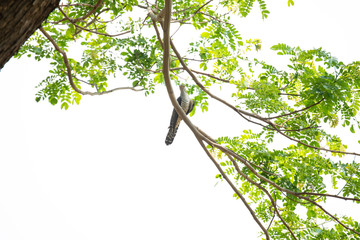 tree with green leaves