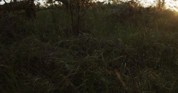 Anamorphic Sunset - Footage is delivered in rec.709. Ready for color grade or LUT. Shot on the BMPCC 4K in 60fps 4K with Lumix 20mm 1.7 and SLR Magic Anamorphot 40 compact 1.33x
