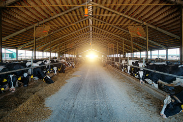 Diary cows in modern free livestock stall