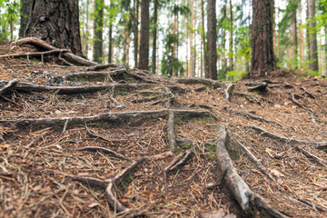 Tree roots on ground in pine forest.