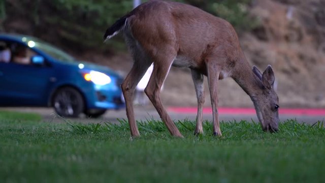 Deer grazing on grass while tourist in the car slows down to take photos. Shasta Lake, California. July 27, 2019.