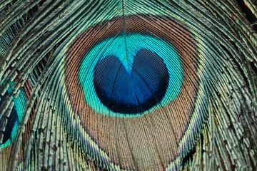 Fototapeta premium Closeup shot of the Peacock feather