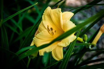 yellow lily flower in the garden