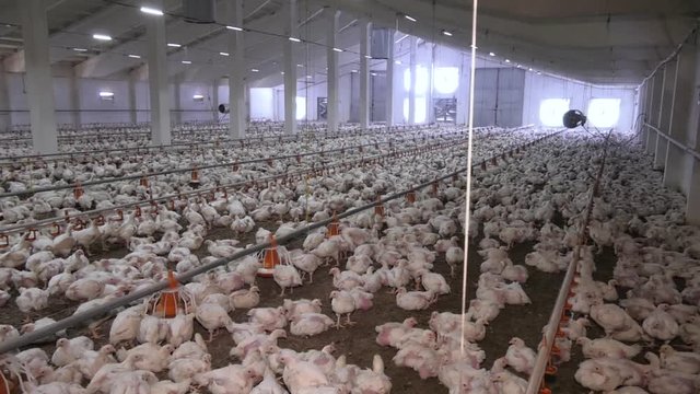 Poultry broiler farm business with group of white chickens in parent stock modern housing farm. Farm for growing broiler chickens to the age of one and a half months