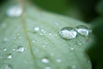 water drops on green leaf