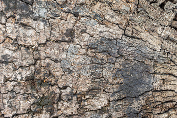 Wood texture abstract natural background