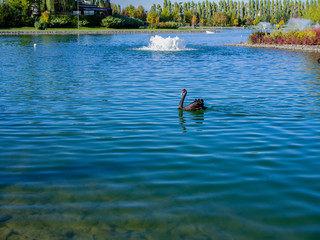 Single black swan swimming on the public park lake