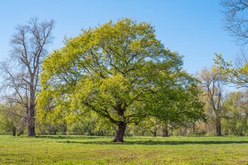 Tree in the Floodplain of the River Sieg.