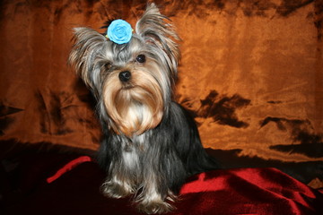 Naklejka premium yorkshire terrier