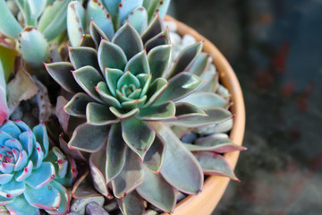 Close Up of Succulents