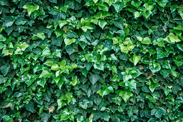 Fototapeta na wymiar Wall of decorative plants in the garden