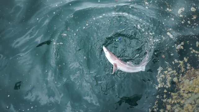 SLOWMO - Sand shark fish cought on hook in New Zealand
