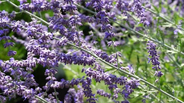 2.	This is an UHD video of honeybees pollinating violet Russian Sage bushes. This footage was taken in the summer (July) in Monroeville, Pennsylvania.