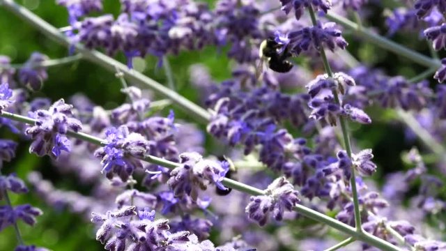 This is an HD video of honeybees pollinating violet Russian Sage bush flowers. This footage was taken in the summer (July) in Monroeville, Pennsylvania.