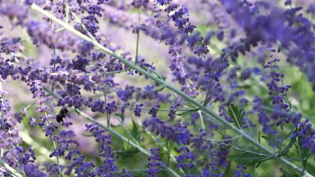This is an HD video of a honeybee pollinating violet Russian Sage bush flowers. This footage was taken in the summer (July) in Monroeville, Pennsylvania.