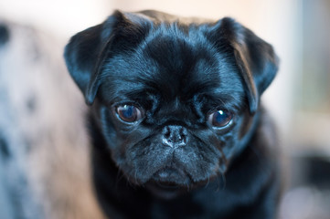 Happy Pug Dog Running on the Grass. Mouth Open