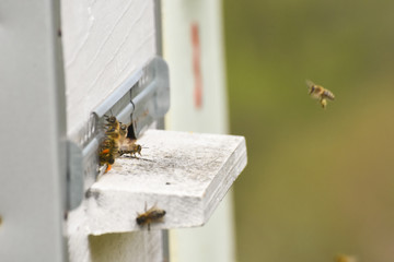 Hives in an apiary. Bees flying to the landing boards and enter the hive, bee flying to hive. Bees defending hive.