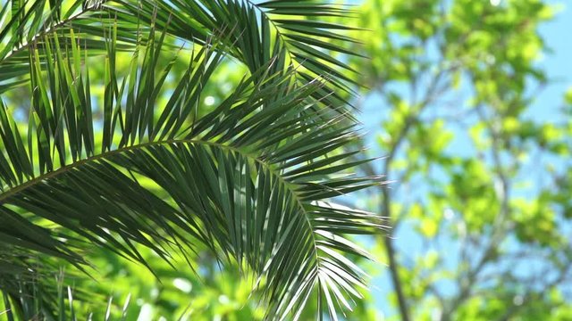 Slow Motion shot Vibrant green palm tree leaves swaying gently in the wind