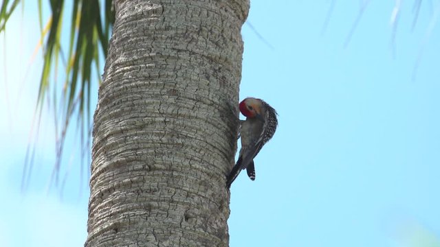 Slow Motion shot of Red bellied woodpecker prunes wing while on the side of a palm tree