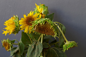 Sunflower plant against gray background.