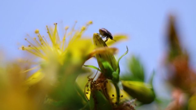 Close Up Of Little Insect On A Yellow Wild Flower.