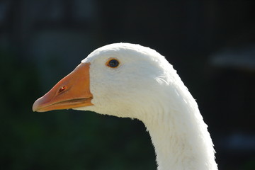 goose