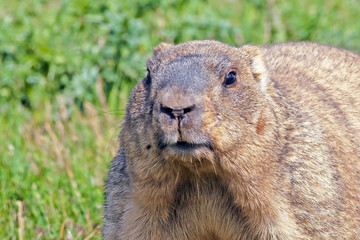 funny muzzle groundhog with fluffy fur sitting in a meadow on a Sunny warm day