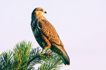 noble brown hawk sitting on a tree branch
