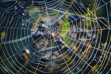 beautiful spider web in dew drops in the morning in sunlight