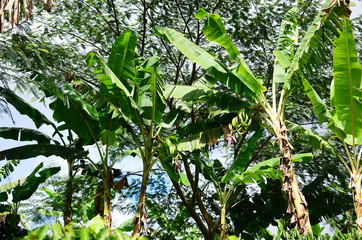 Plantain Trees located on a coffee farm in Puerto Rican mountains. Farming in Puerto Rico. Organic farm, agriculture. Fresh banana's and plantains hanging fruit. Wild Plantain trees growing in forest