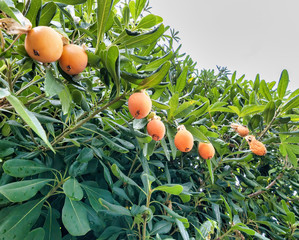 detail of passion fruit in a meadow