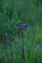 A lonely Thistle in the dusk on the meadow