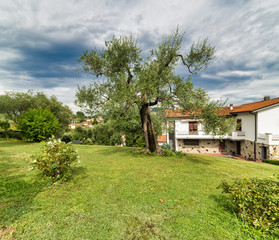 detail of big olive tree in a garden
