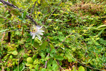 passion flower