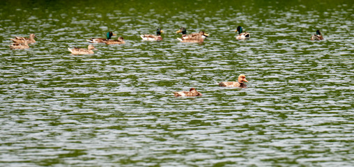 mallard in a lake in tuscany