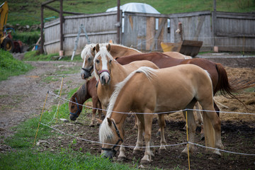 Beautiful mountain horse with white mane