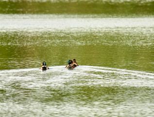 mallard in a lake in tuscany