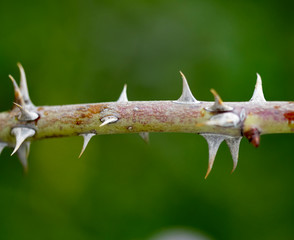 Detail of the sharp thorns on a plant stem in the forest