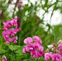 detail of Lathyrus tuberosus