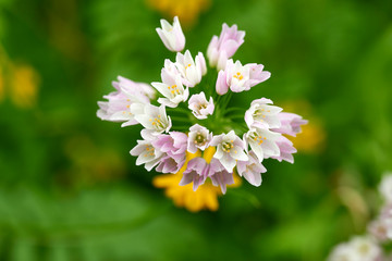 garlic flower in a meadow near my house