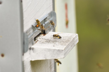 Hives in an apiary. Bees flying to the landing boards and enter the hive, bee flying to hive. Bees defending hive.